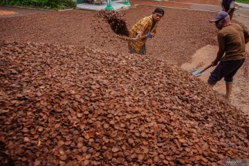 Potensi ekspor pinang hutan produksi Gunung Lemongan