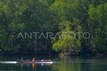 Potensi wisata mangrove Pulau Siberut Mentawai