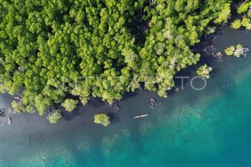 Potensi wisata mangrove Pulau Siberut Mentawai