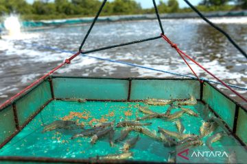 KKP Resmi Buka 3.000 Lowongan Kerja di NTT, Daftar Mulai 10 Februari 2026!