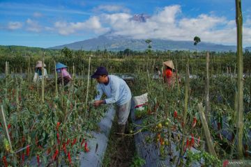 Penurunan produksi pertanian kaki Semeru dampak anomali cuaca