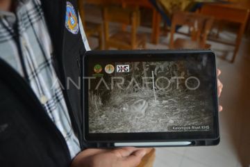 Penemuan spesies langka kelinci belang Sumatera