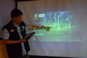 Penemuan spesies langka kelinci belang Sumatera