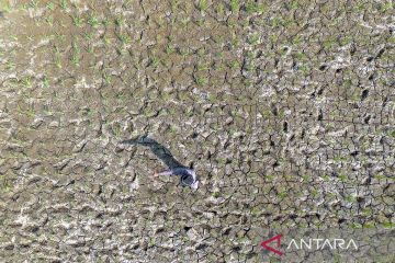 Lahan sawah mengering di Indramayu