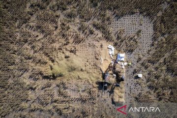 Produksi beras konsumsi diprediksi meningkat