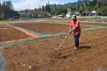 Harga kopi robusta turun di Jember