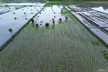 Nilai tukar petani Jatim bulan Juli 2025 naik