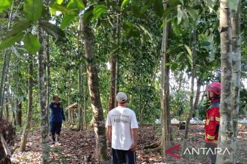 Damkar Cianjur dan BKSDA bekerja sama tangkap lutung yang resahkan warga