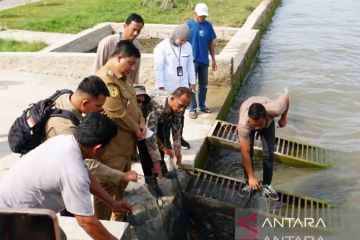 LKBN ANTARA dan Pemkab Samosir tebar ribuan bibit ikan di Danau Toba
