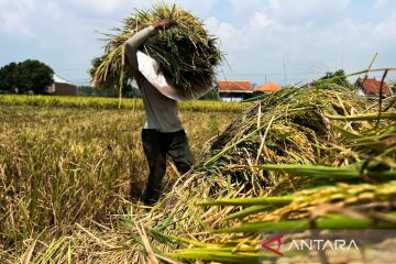 HPP gabah Rp6.500/kg mendorong lapangan kerja warga Desa Cengkuang Cirebon