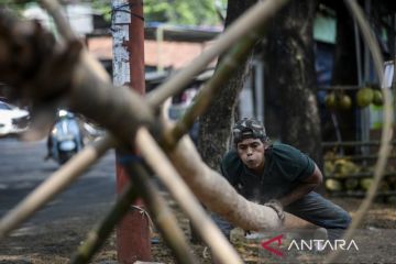 Penjualan pohon panjat pinang