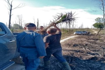 Gakkum Kemenhut tangkap pelaku tanam sawit di lahan bekas kebakaran