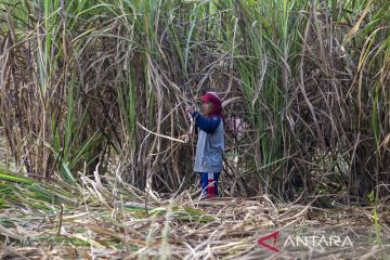 Percepatan swasembada gula nasional