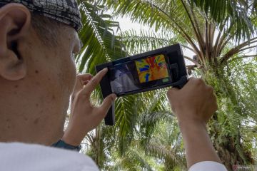 Sensor kematangan buah sawit hasil inovasi Unand