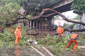 Pohon tumbang timpa gapura dan ruko di Jaksel