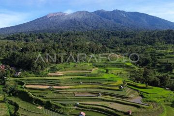 Proyeksi beras nasional surplus September 2025