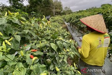 Cabai Kaliber tembus Rp70 ribu per kilogram
