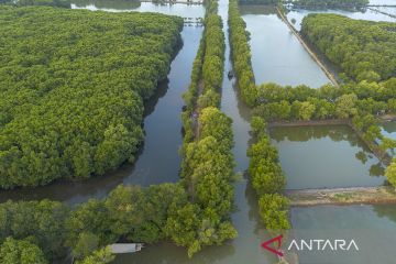 Kementerian Lingkungan Hidup rehabilitasi hutan mangrove