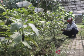 Pekarangan pangan bergizi di desa