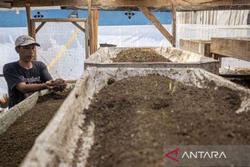 Pemanfaatan kotoran sapi menjadi pakan cacing