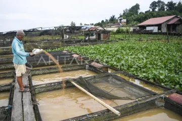 Budidaya ikan air sungai di Kutai Kartanegara
