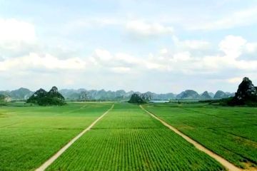 "Manisnya Dua Kali Lipat" &ndash; Babak Baru bagi Industri Gula Guangxi