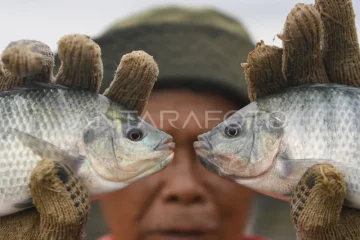 Tingkat konsumsi ikan di Kaltim meningkat