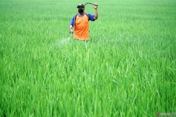 Pengendalian hama wereng di Tulungagung