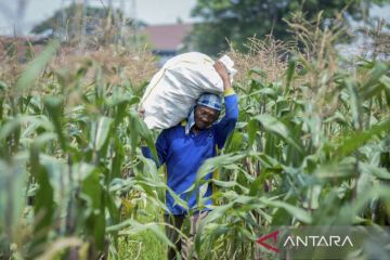 Perluasan lahan jagung di Banten