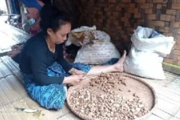 Komoditas kencur dan jahe jadi unggulan ekonomi masyarakat Badui