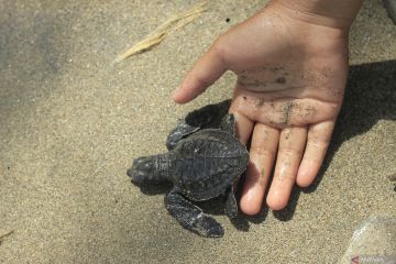 Pelepasliaran Tukik di Kupang