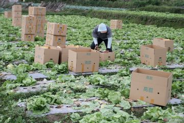 Ekspor hortikultura subsektor sayuran menguat
