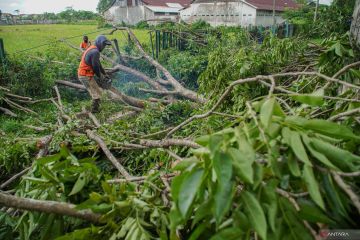 Pemangkasan pohon antisipasi cuaca ekstrem
