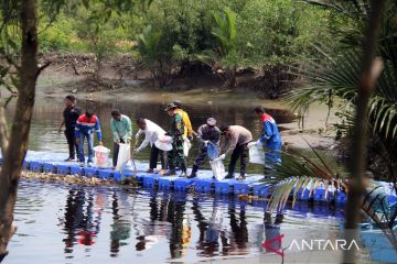 Penanaman 3000 batang bakau merah di Dumai