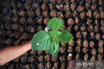 FOTO - Pemerintah dukung hilirisasi komoditas nilam