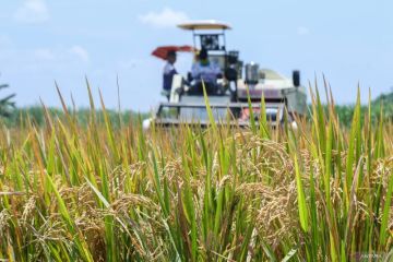 Hari Tani Nasional di Banyuwangi