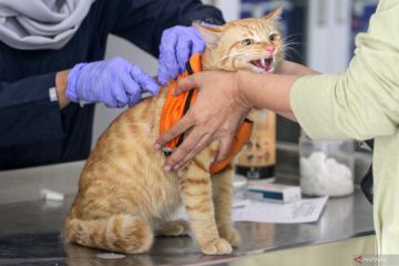 Vaksinasi rabies di Sidoarjo