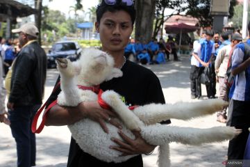 Kontes domba dan kambing di Batu
