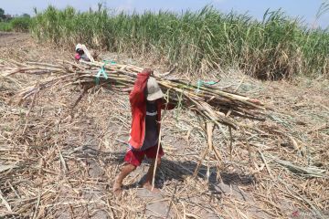 Program peningkatan produktivitas lahan tebu