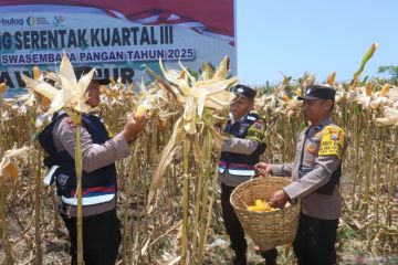 Panen jagung serentak program ketahanan pangan