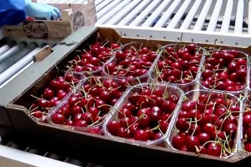 Ceri Spanyol incar pasar China setelah dapat lampu hijau