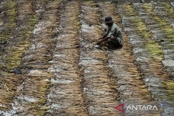 Pemanfaatan tanaman eceng gondok