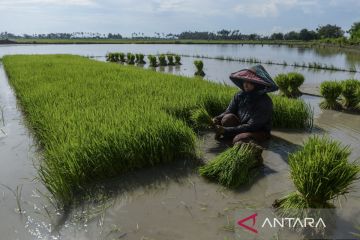 Target program cetak sawah
