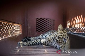 Macan tutul masuk hotel di Bandung, dievakuasi ke Lembang Park & Zoo untuk perawatan