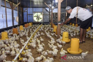 Kebutuhan daging ayam untuk makan bergizi gratis