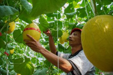 Pemanfaatan ruang rumah untuk budi daya melon