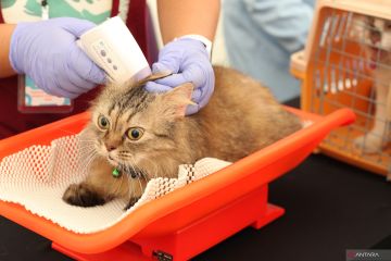 Vaksinasi rabies gratis di Surabaya
