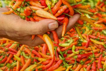 Pemkab Lumajang bentuk kluster cabai jaga pasokan-stabilkan harga