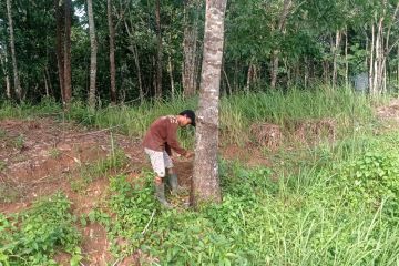 Harga getah karet di Lebak tembus Rp7.000 per kg - ANTARA News Banten