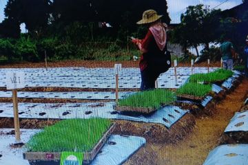 Pemkab Wonosobo dan BRIN uji keunggulan varietas bawang daun lokal